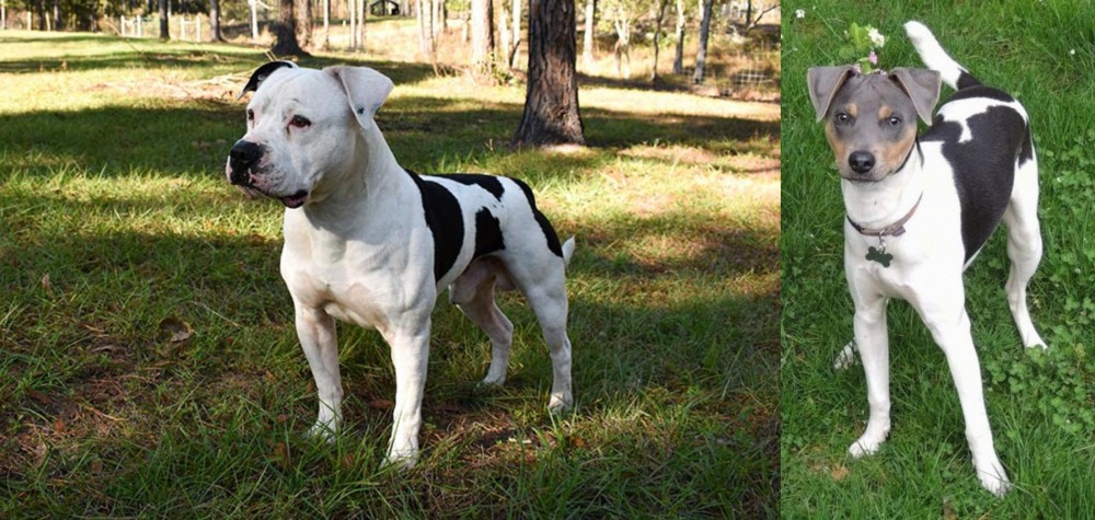 Brazilian Terrier vs American Bulldog - Breed Comparison