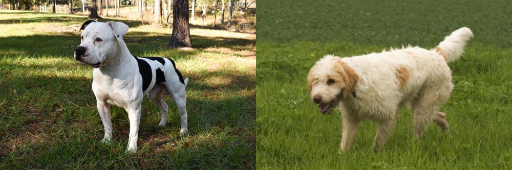 Briquet Griffon Vendeen vs American Bulldog - Breed Comparison