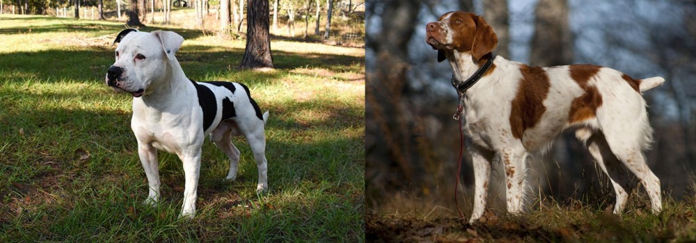 Brittany vs American Bulldog - Breed Comparison