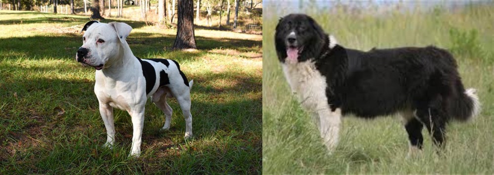 Bulgarian Shepherd vs American Bulldog - Breed Comparison
