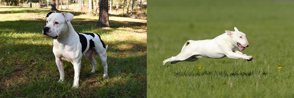Bull Terrier vs American Bulldog - Breed Comparison