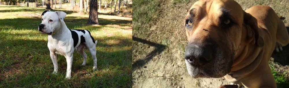 Cabecudo Boiadeiro vs American Bulldog - Breed Comparison