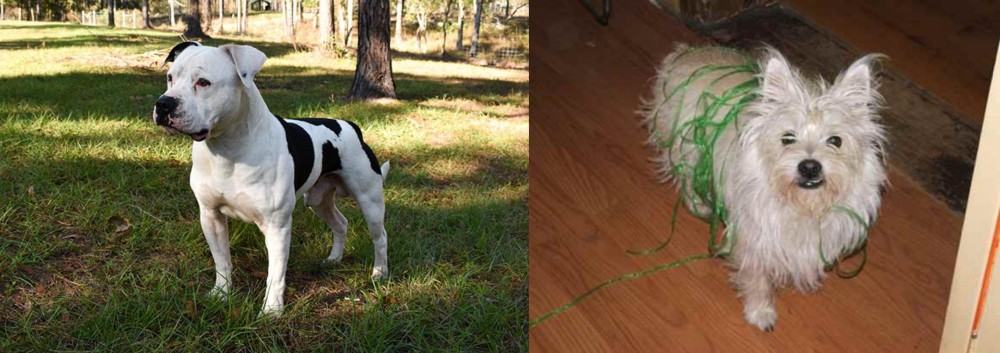 Cairland Terrier vs American Bulldog - Breed Comparison