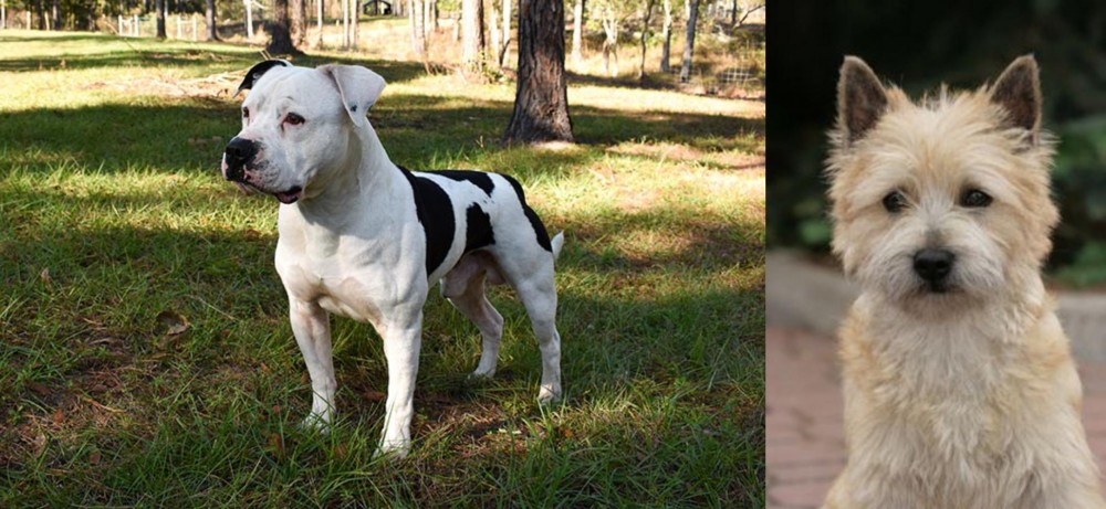 Cairn Terrier vs American Bulldog - Breed Comparison