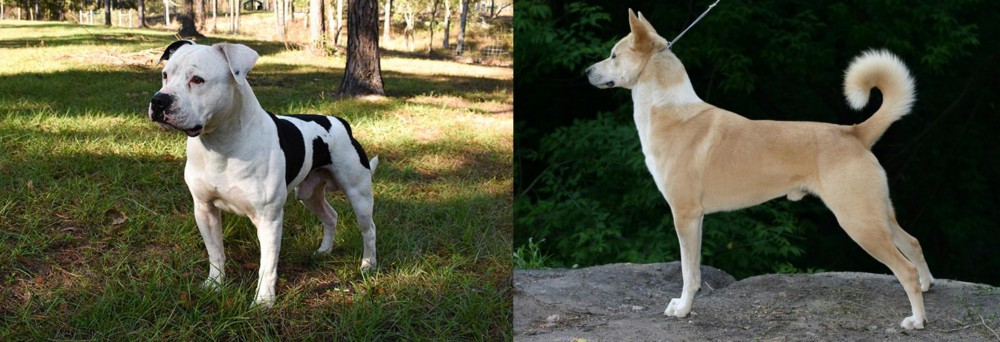 Canaan Dog vs American Bulldog - Breed Comparison