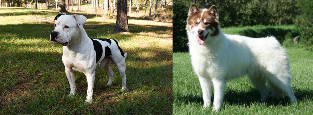 Canadian Eskimo Dog vs American Bulldog - Breed Comparison