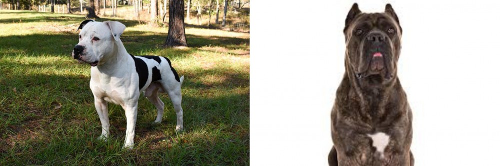Cane Corso vs American Bulldog - Breed Comparison