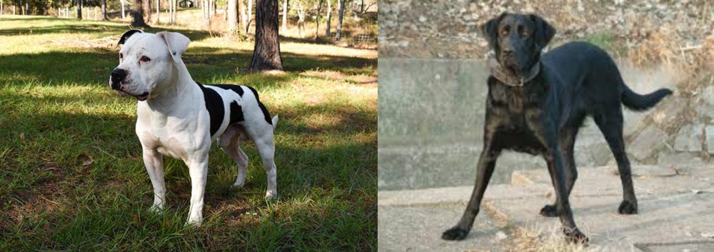 Cao de Castro Laboreiro vs American Bulldog - Breed Comparison