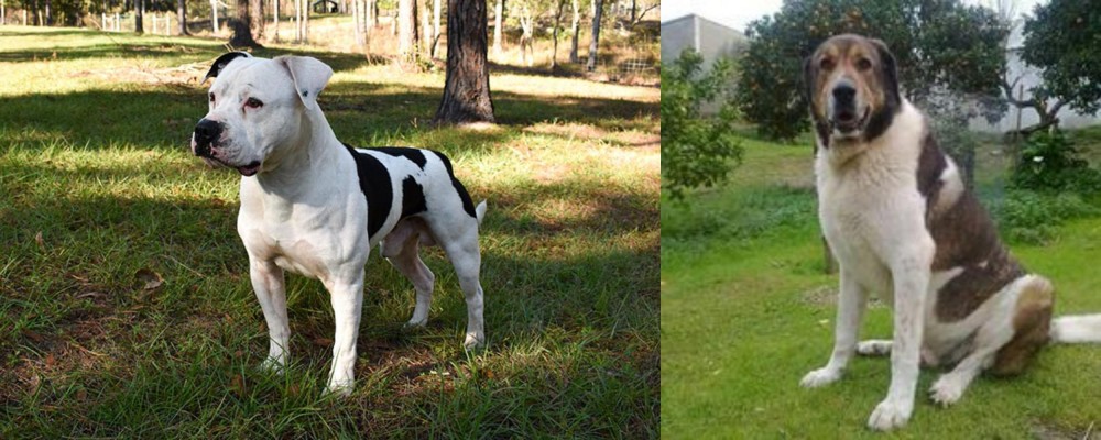 Cao de Gado Transmontano vs American Bulldog - Breed Comparison