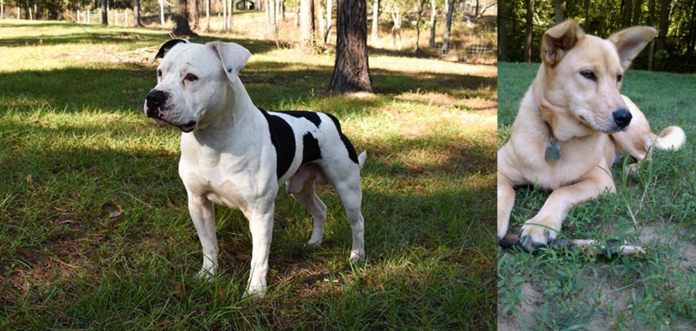 Carolina Dog vs American Bulldog - Breed Comparison
