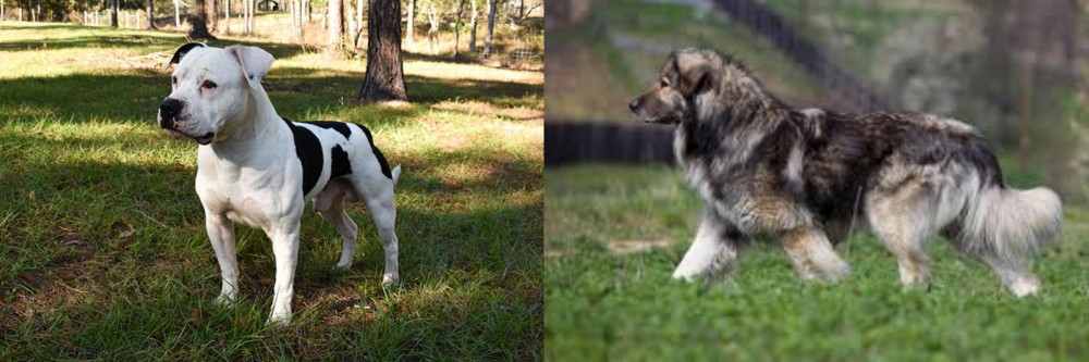 Carpatin vs American Bulldog - Breed Comparison
