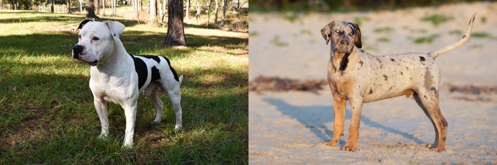 Catahoula Cur vs American Bulldog - Breed Comparison
