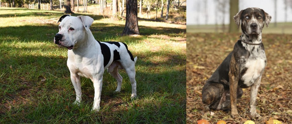 Catahoula Leopard vs American Bulldog - Breed Comparison