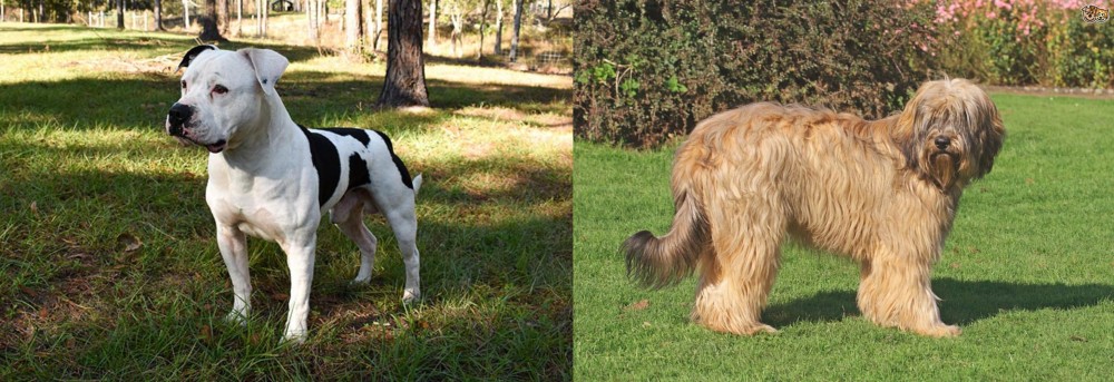 Catalan Sheepdog vs American Bulldog - Breed Comparison