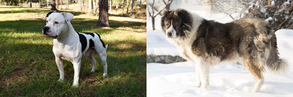 Caucasian Shepherd vs American Bulldog - Breed Comparison