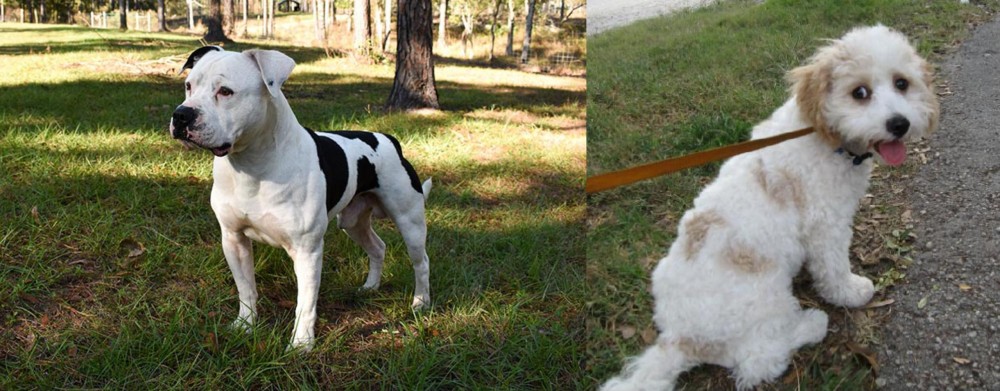Cavachon vs American Bulldog - Breed Comparison