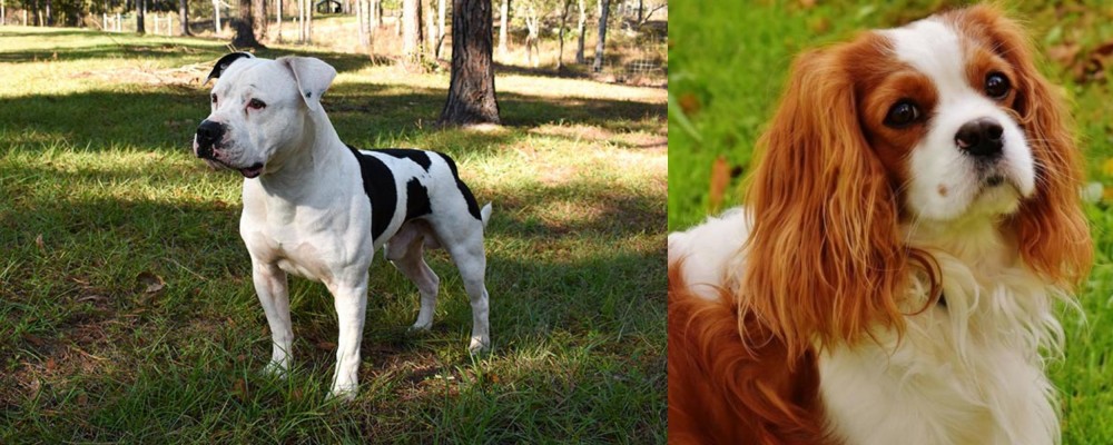 Cavalier King Charles Spaniel vs American Bulldog - Breed Comparison