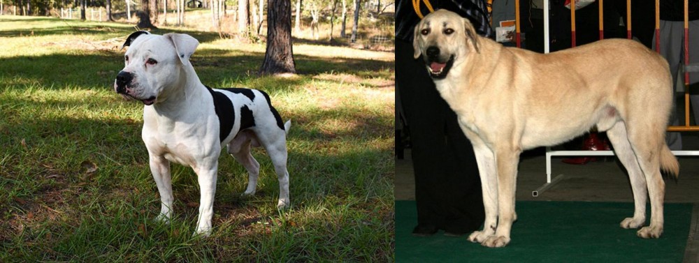 Central Anatolian Shepherd vs American Bulldog - Breed Comparison