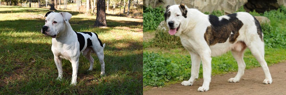 Central Asian Shepherd vs American Bulldog - Breed Comparison