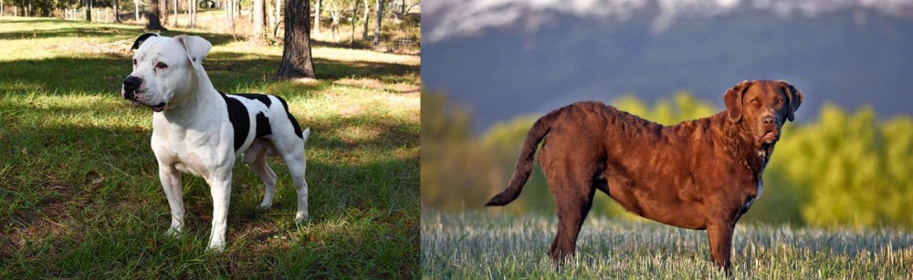Chesapeake Bay Retriever vs American Bulldog - Breed Comparison