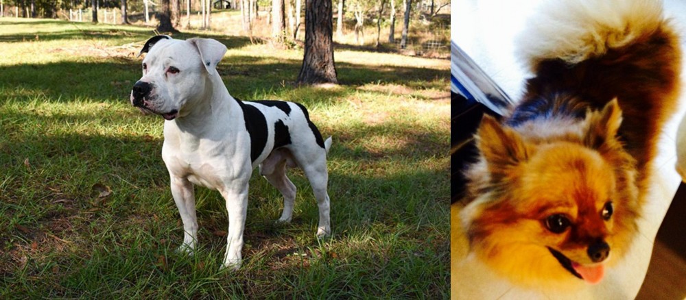 Chiapom vs American Bulldog - Breed Comparison