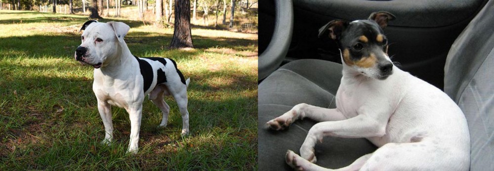 Chilean Fox Terrier vs American Bulldog - Breed Comparison