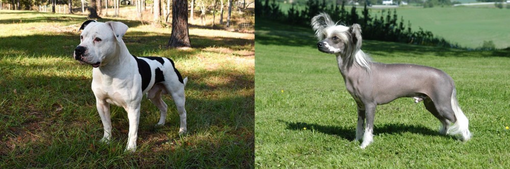 Chinese Crested Dog vs American Bulldog - Breed Comparison
