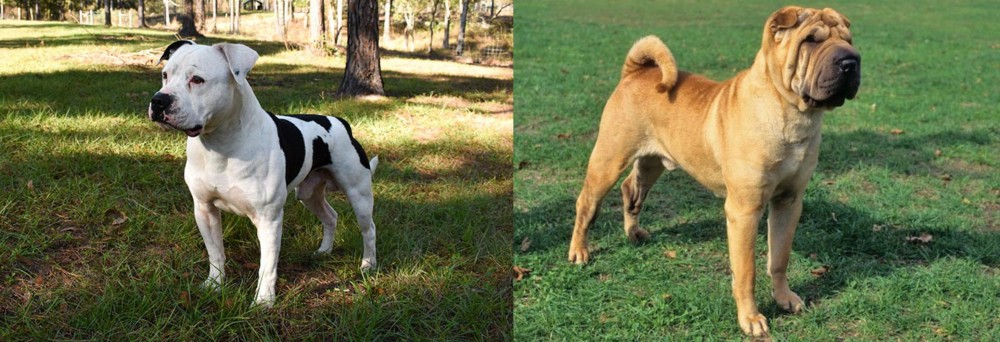Chinese Shar Pei vs American Bulldog - Breed Comparison
