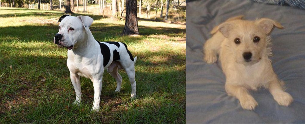 Chipoo vs American Bulldog - Breed Comparison