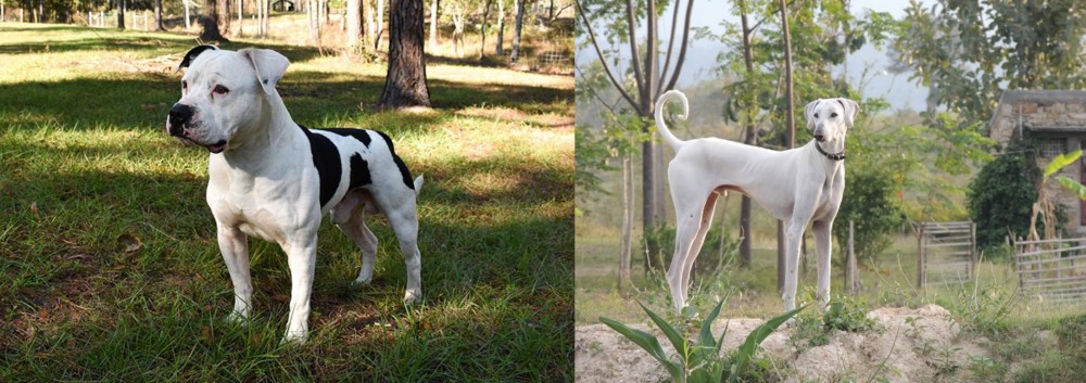 Chippiparai vs American Bulldog - Breed Comparison