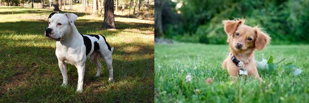 Chiweenie vs American Bulldog - Breed Comparison