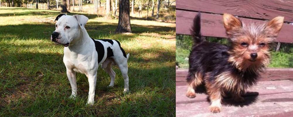 Chorkie vs American Bulldog - Breed Comparison