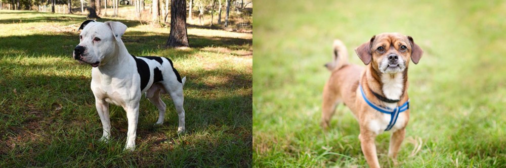Chug vs American Bulldog - Breed Comparison