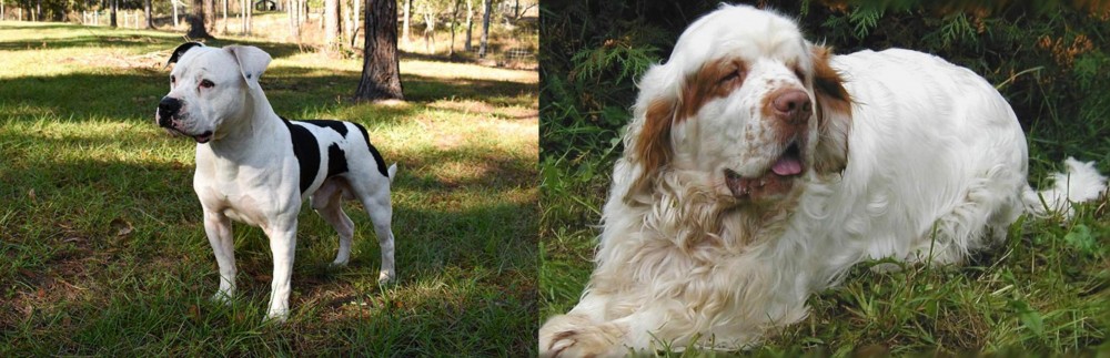 Clumber Spaniel vs American Bulldog - Breed Comparison