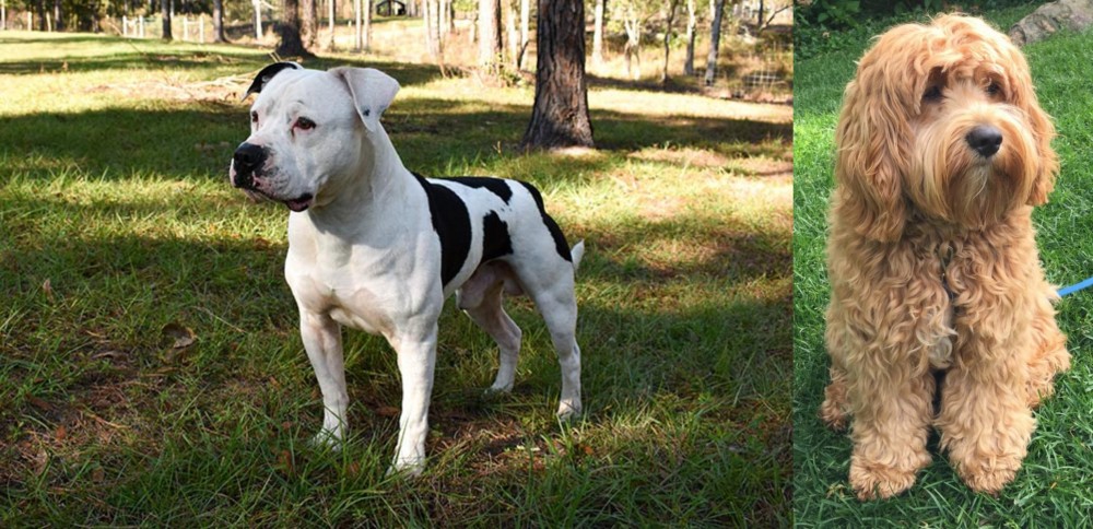 Cockapoo vs American Bulldog - Breed Comparison