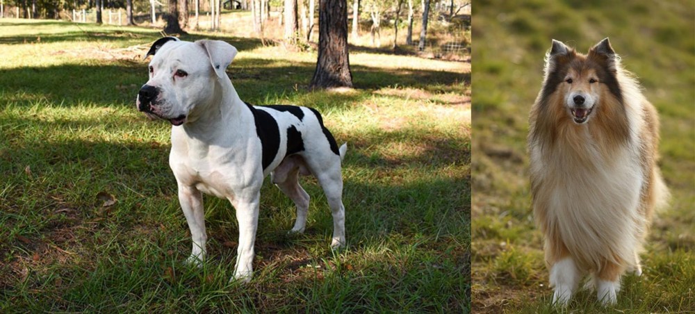 Collie vs American Bulldog - Breed Comparison