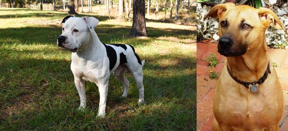 Combai vs American Bulldog - Breed Comparison