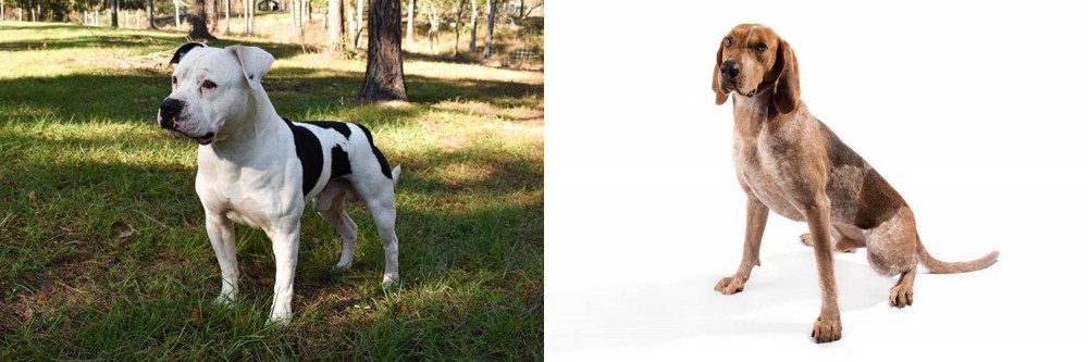Coonhound vs American Bulldog - Breed Comparison