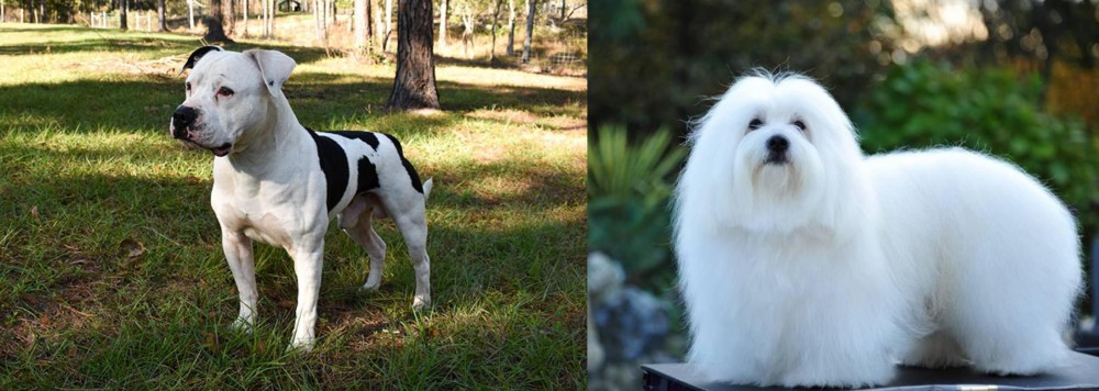 Coton De Tulear vs American Bulldog - Breed Comparison