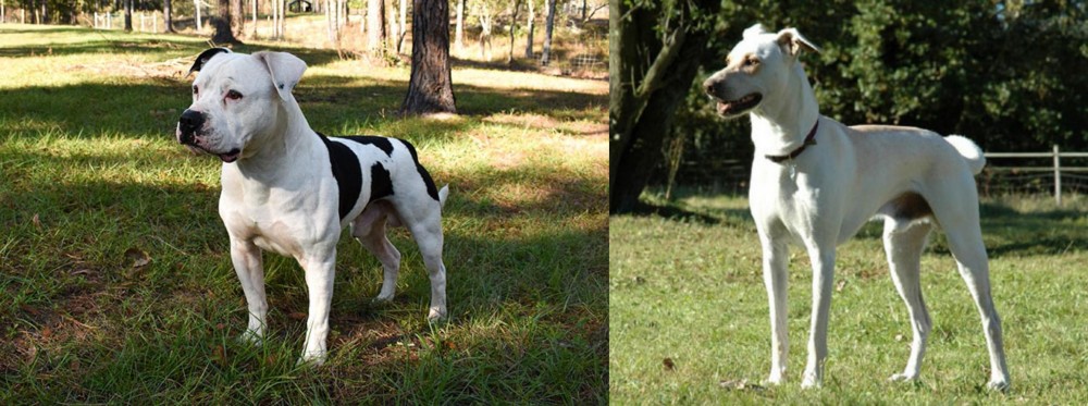 Cretan Hound vs American Bulldog - Breed Comparison