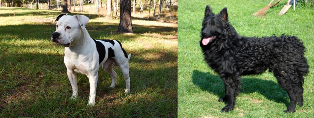 Croatian Sheepdog vs American Bulldog - Breed Comparison