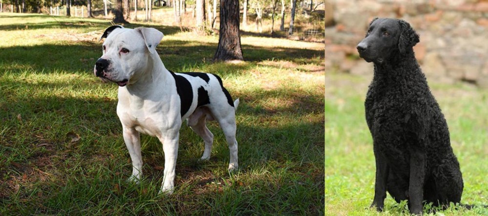 Curly Coated Retriever vs American Bulldog - Breed Comparison