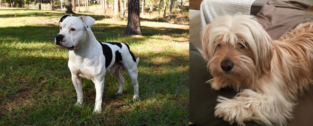 Cyprus Poodle vs American Bulldog - Breed Comparison