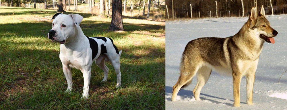 Czechoslovakian Wolfdog vs American Bulldog - Breed Comparison