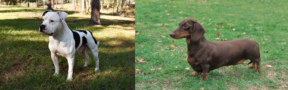 Dachshund vs American Bulldog - Breed Comparison