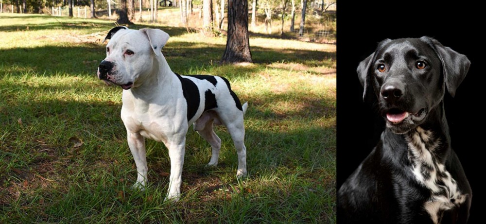 Dalmador vs American Bulldog - Breed Comparison