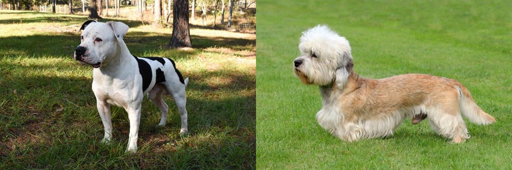 Dandie Dinmont Terrier vs American Bulldog - Breed Comparison