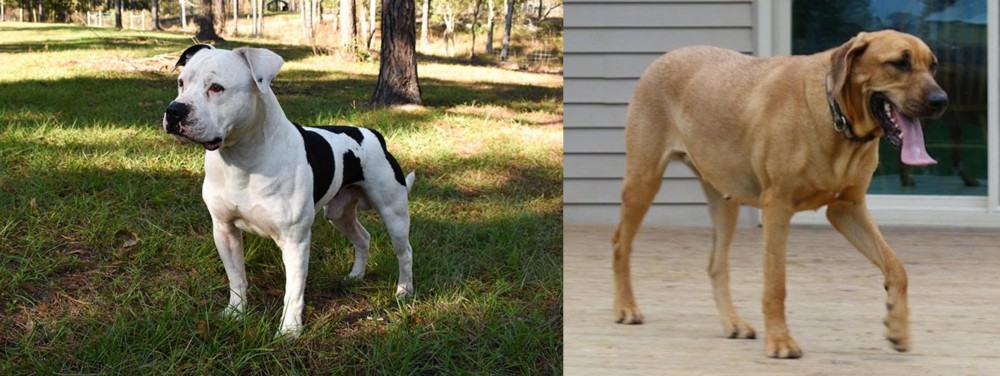 Danish Broholmer vs American Bulldog - Breed Comparison