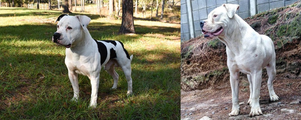 Dogo Guatemalteco vs American Bulldog - Breed Comparison