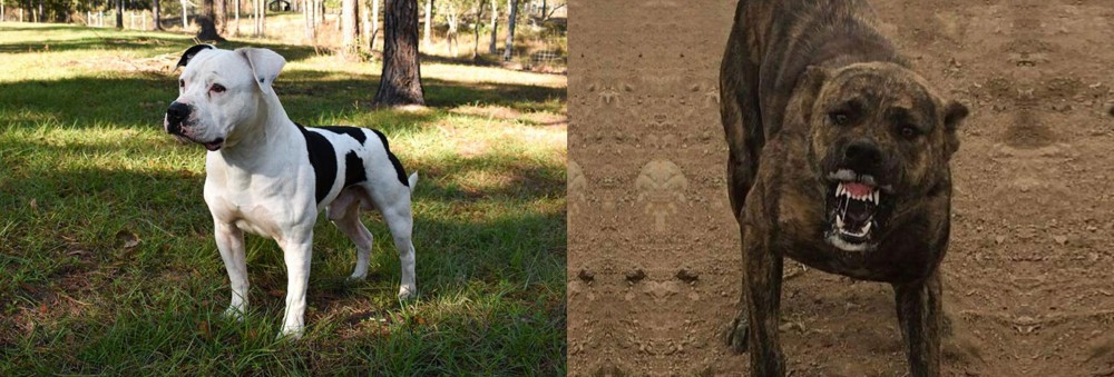 Dogo Sardesco vs American Bulldog - Breed Comparison